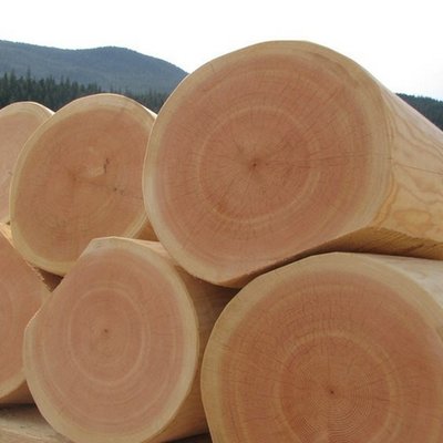 Особенности древесины кедра