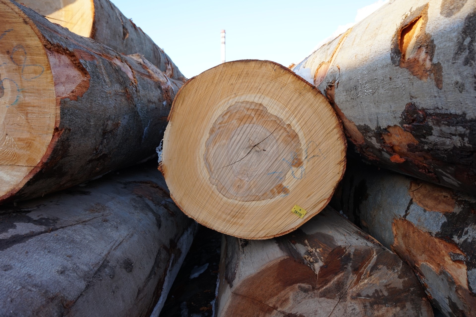 Бук: характеристики древесины и использование в строительстве из лиственницы